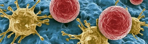 low immunogenicity